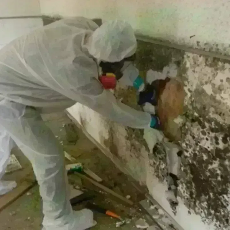 Mold Remediation and Removal in Melville, LA